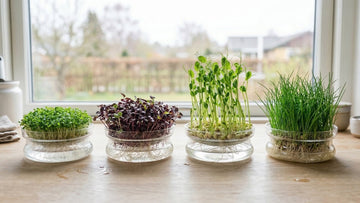 Was sind microgreens - Blomea.at