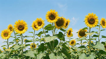 Wie hoch werden sonnenblumen - Blomea.at