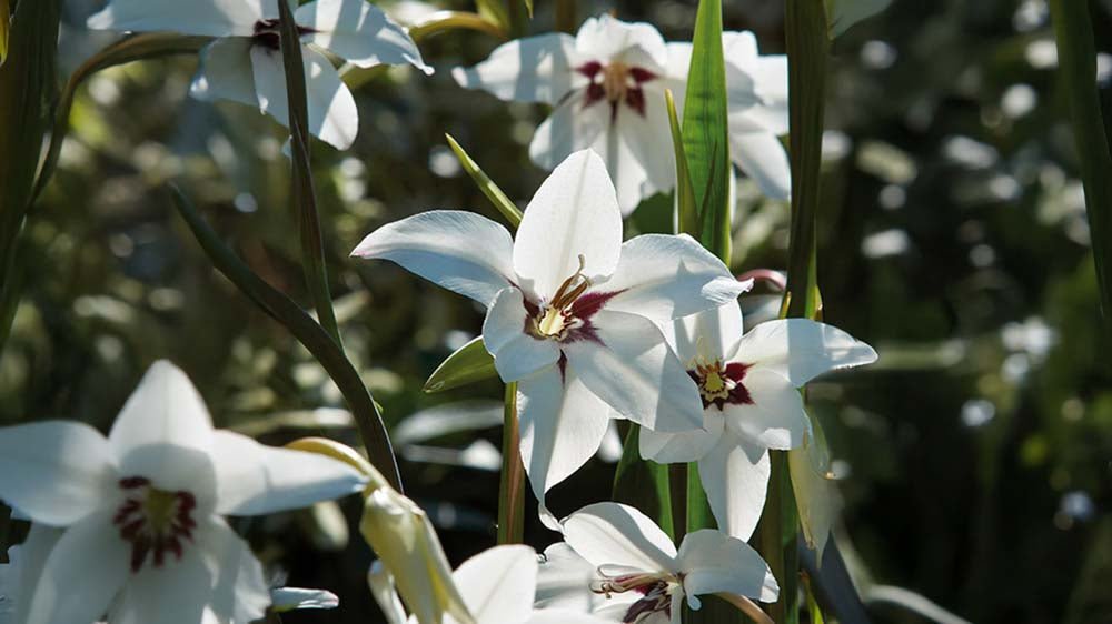 Abessinische Gladiole - Blomea.at