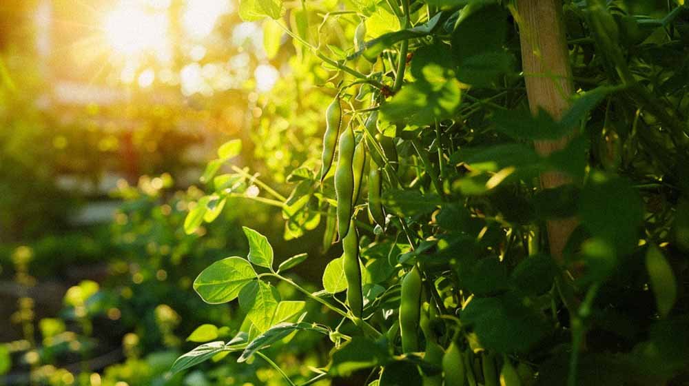 Ackerbohnen-Samen - Blomea.at