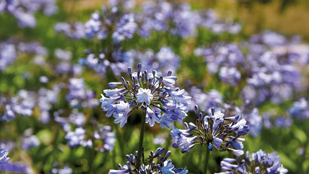 Afrikanische Schmucklilien - Blomea.at