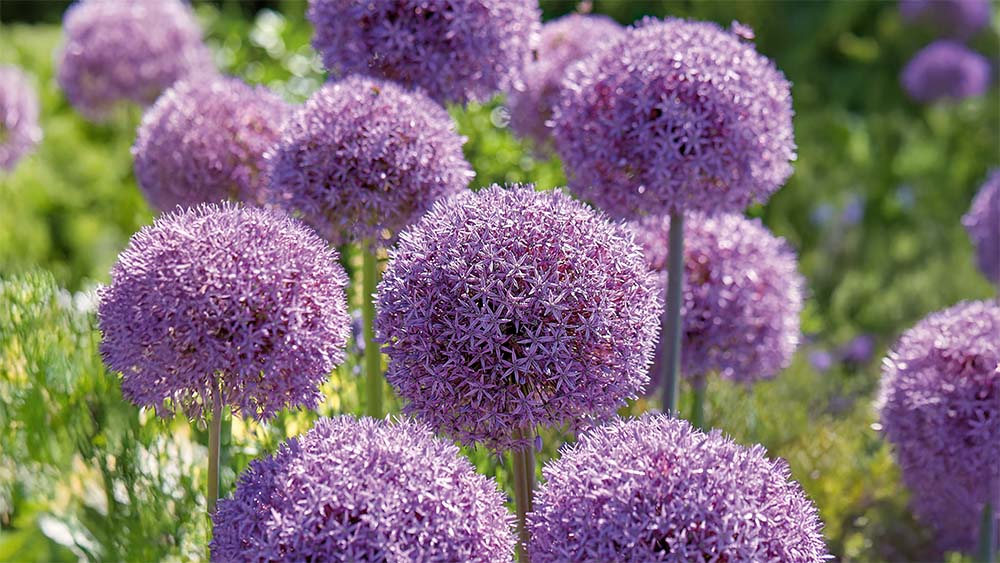 Allium giganteum - Blomea.at