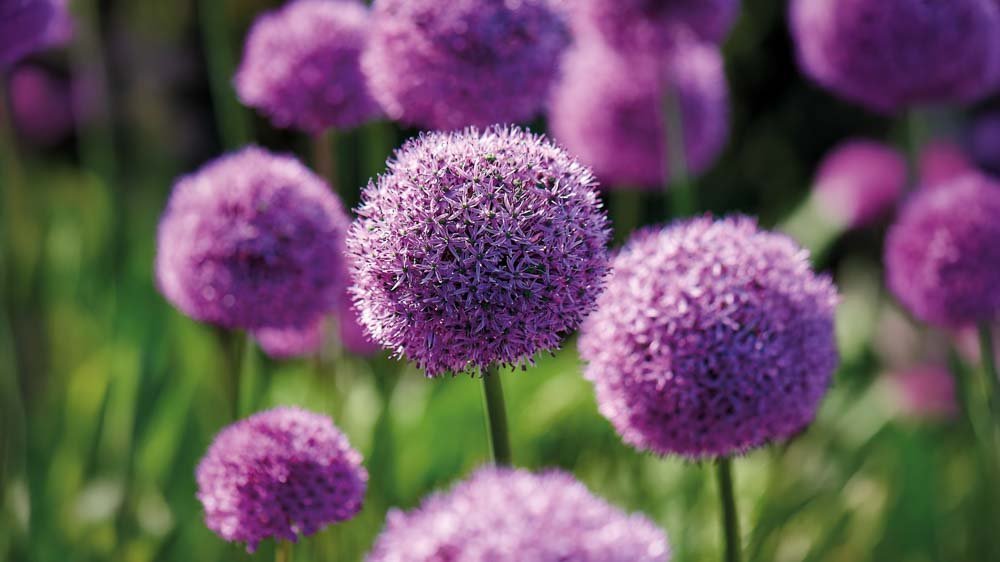 Allium millenium - Blomea.at