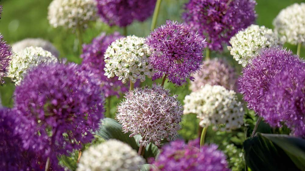 Allium mix - Blomea.at