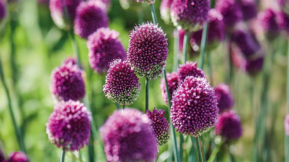 Allium sphaerocephalon - Blomea.at