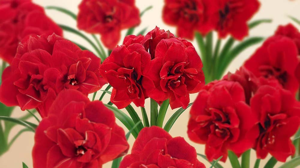 Amaryllis - Blomea.at