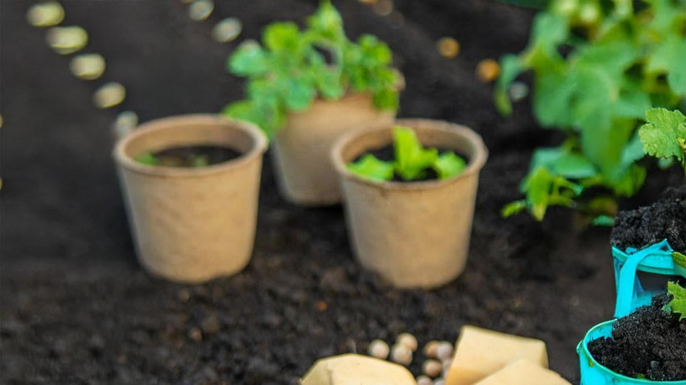 Anbau und Pflege - Blomea.at