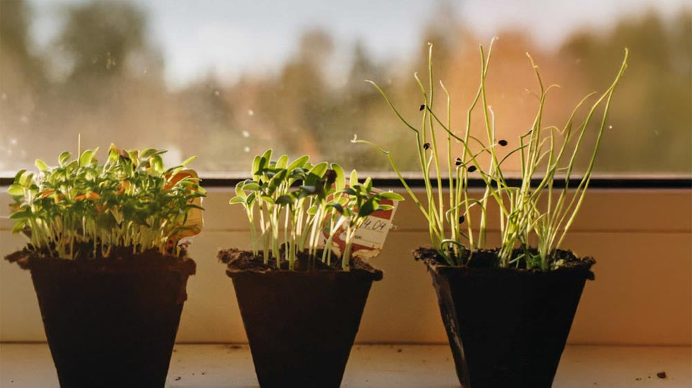 Anzuchtset - Blomea.at