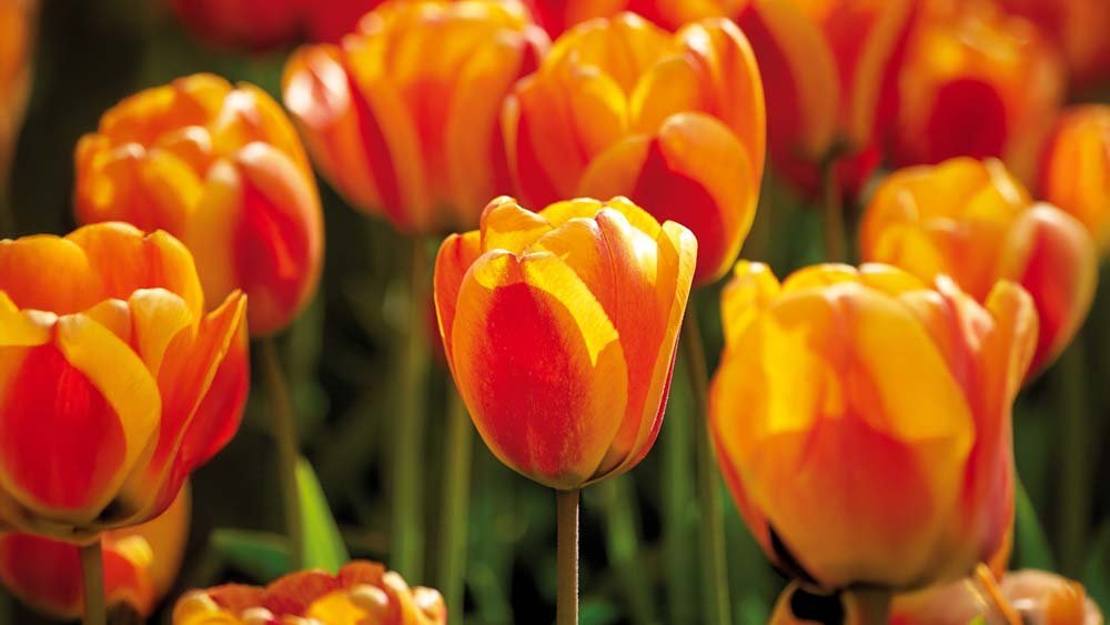 Apeldoorn Tulpen - Blomea.at