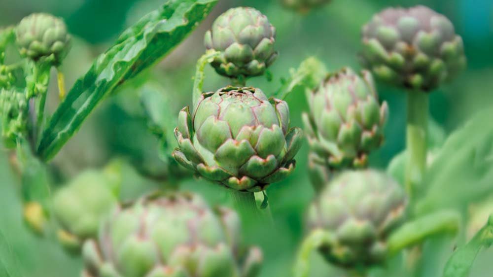 Artischocken - Blomea.at