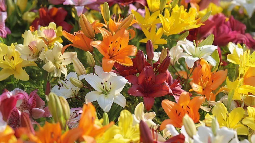 Asiatische Lilien - Blomea.at