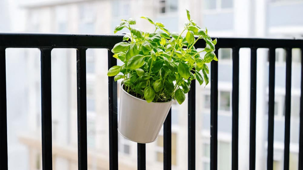 Balkonkästen - Blomea.at