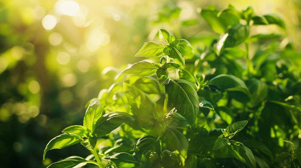 Basilikumsamen - Blomea.at