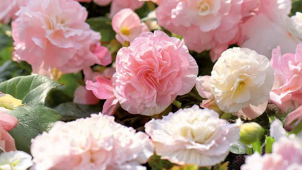 Begonien - Blomea.at