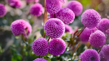 Dahlien blau