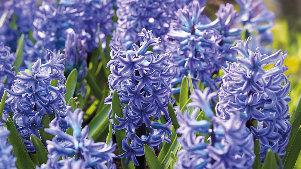 Blaue frühblüher