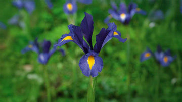 Blaue iris