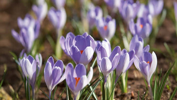 Krokus blau