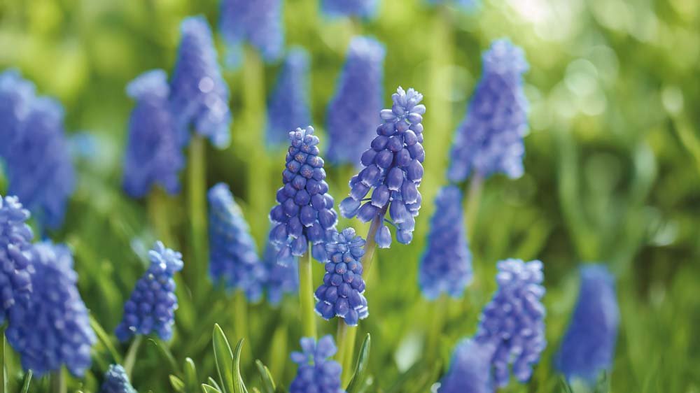 Traubenhyazinthe blau