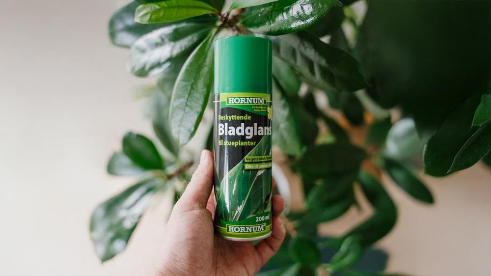 Blattglanz - Blomea.at