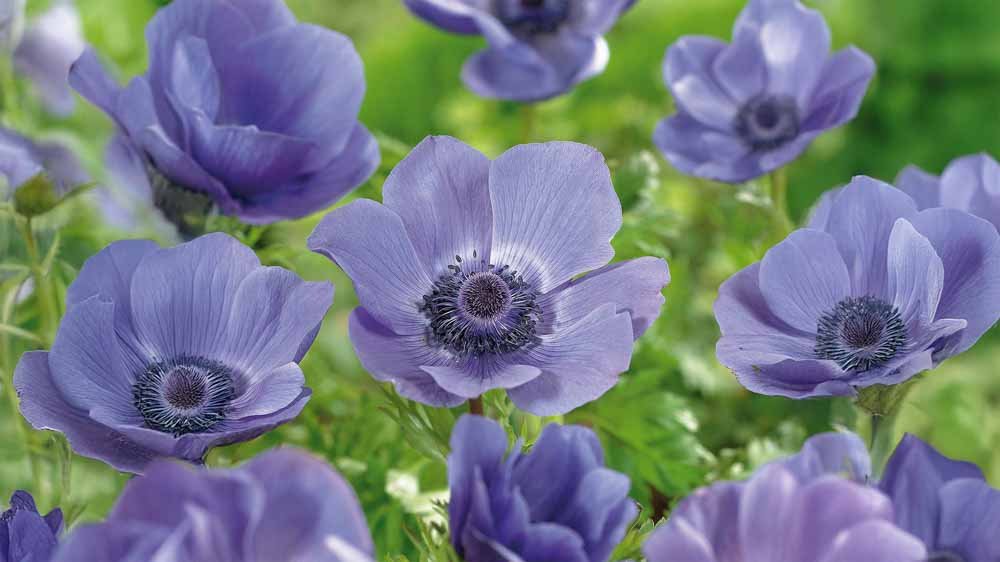 Blaue anemone - Blomea.at