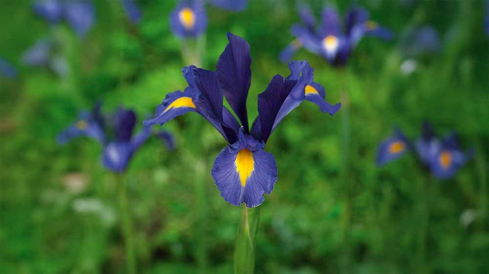Blaue iris - Blomea.at