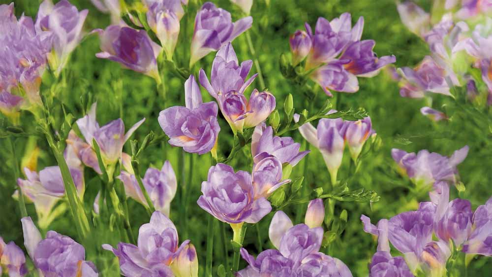 Blaue Sommerblumen - Blomea.at