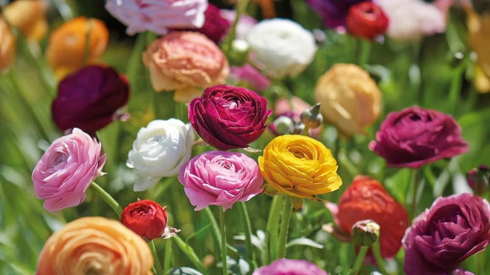 Blumenknollen - Blomea.at