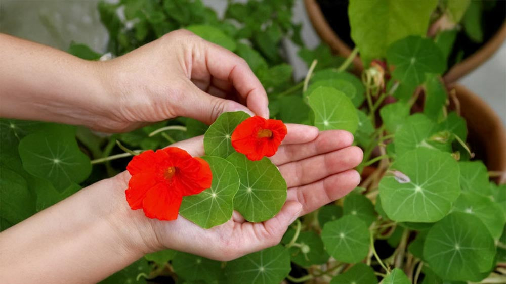 Blumenpflege - Blomea.at