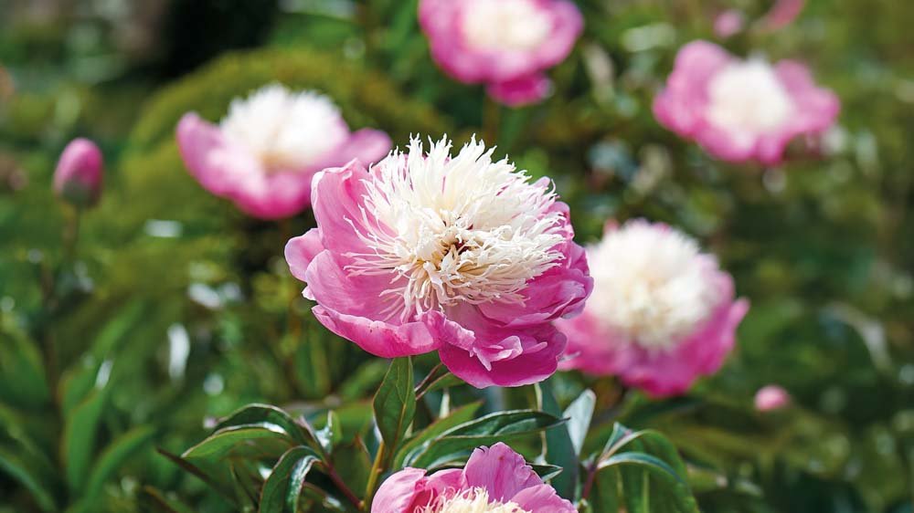 Bodendeckende Stauden - Blomea.at