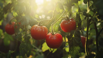 Fleischtomaten Samen