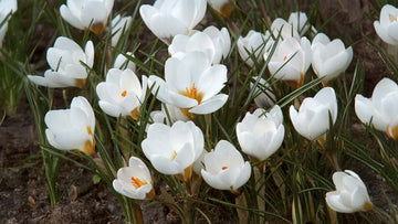 Botanische krokusse