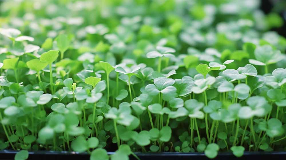 Brunnenkresse Samen - Blomea.at