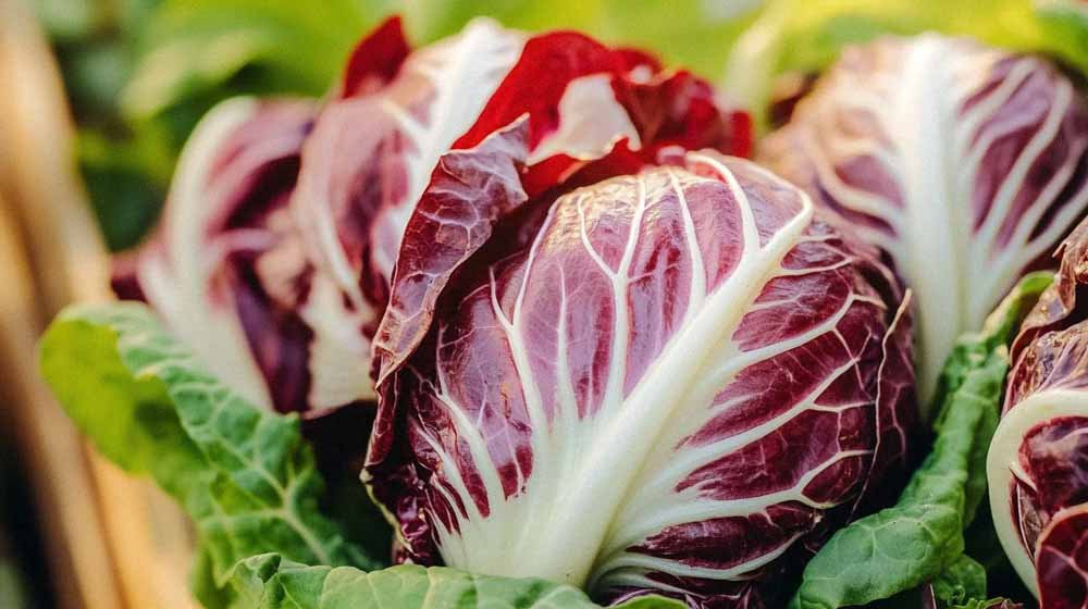 Chicoree Salat Samen - Blomea.at