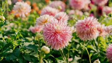 Gefranste Dahlien