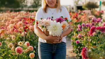 Dahlien Mix