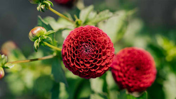 Pompon Dahlien