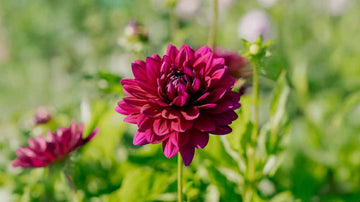 Semikaktus Dahlien