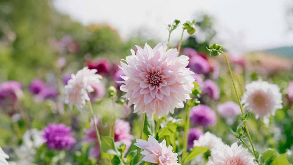 Dahlie Cafe Au Lait - Blomea.at