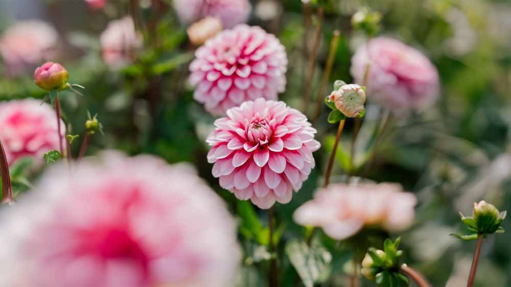 Dekorative Dahlien - Blomea.at