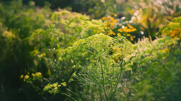 Dill samen