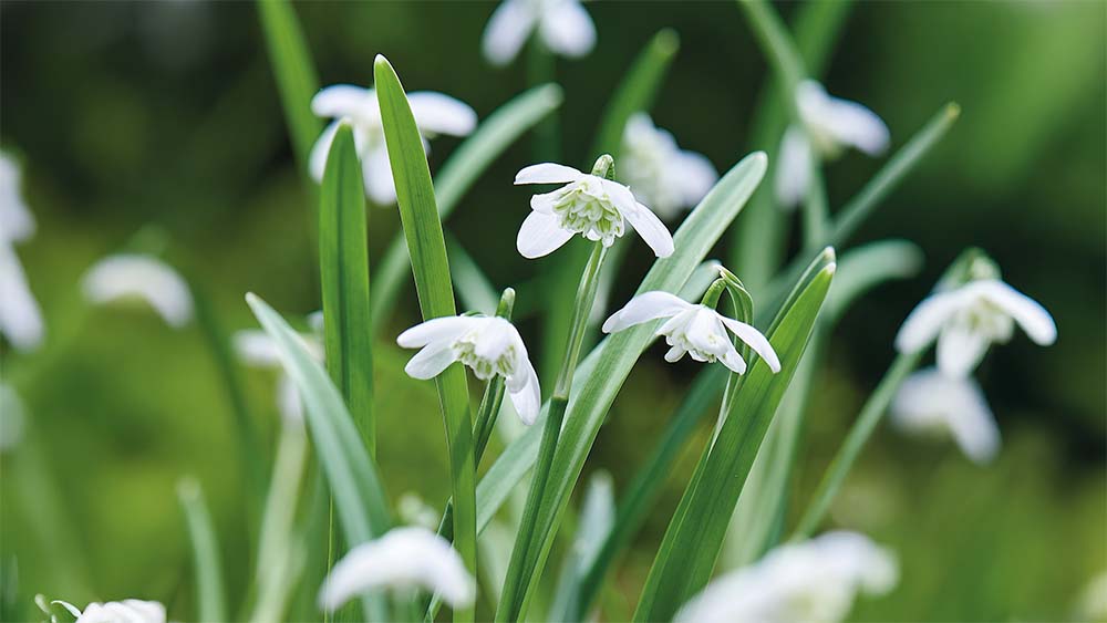 Gefüllte schneeglöckchen