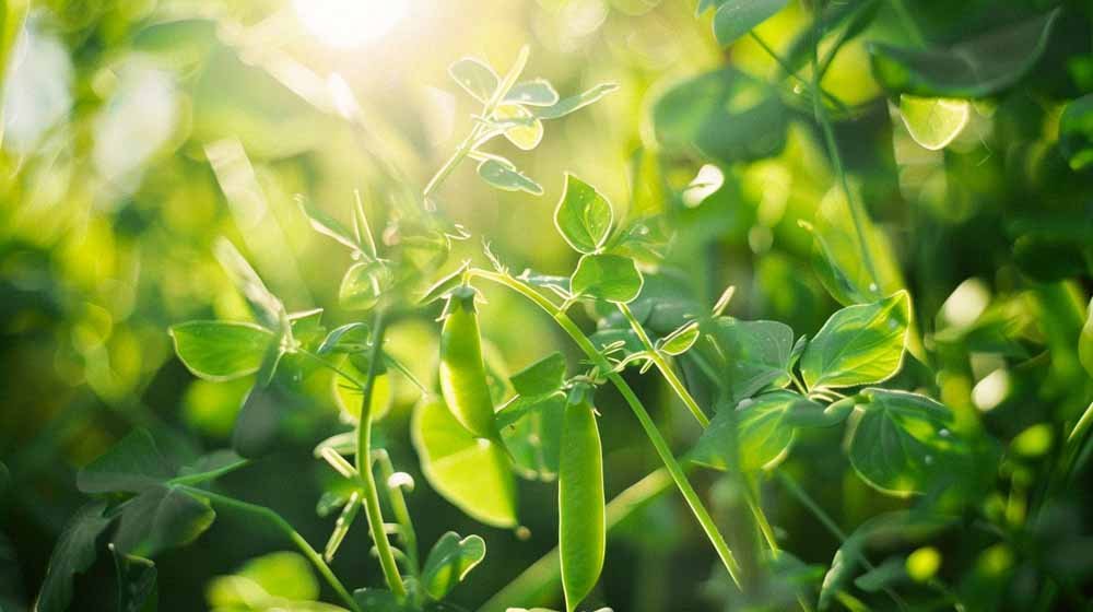 Erbsensamen - Blomea.at