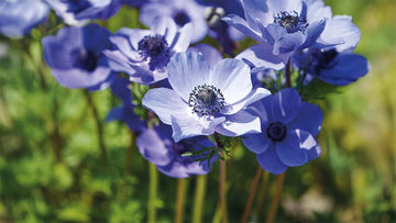 Französische anemonen