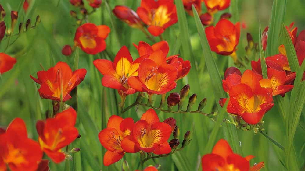 Freesien - Blomea.at