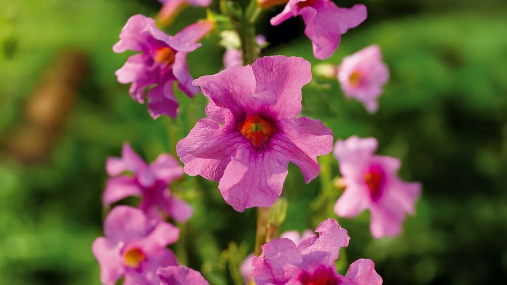 Freilandgloxinie - Blomea.at