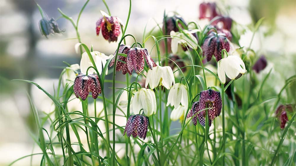Fritillaria - Blomea.at