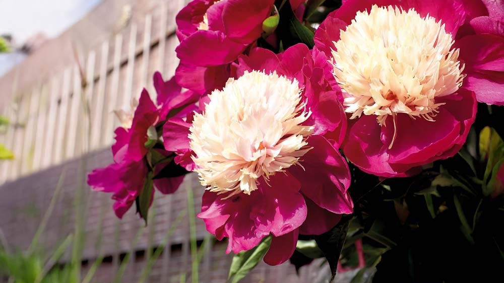 Frühblühende Stauden - Blomea.at