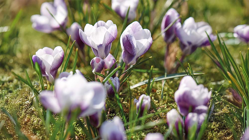 Frühlings-krokus - Blomea.at