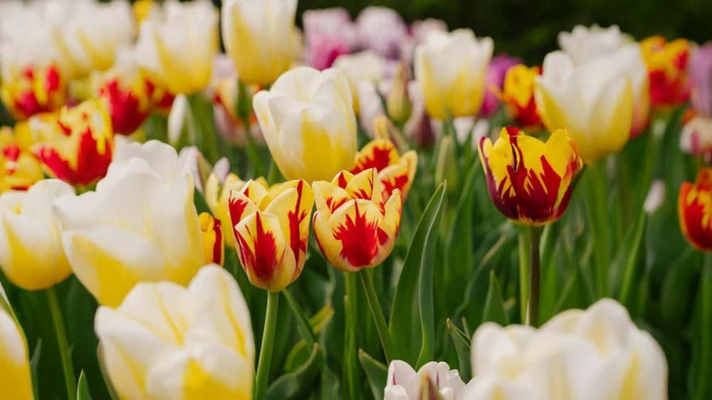Frühlingsblumen für Kübel - Blomea.at